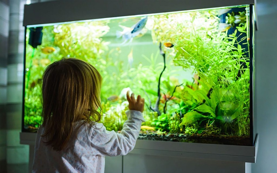 Aquarium Design Ideas