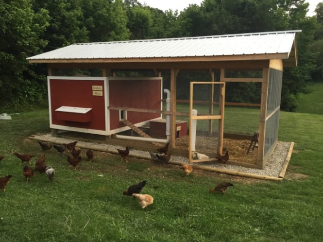 Niche Utama 2  Basics For Chicken Coop Design - Backyard Poultry