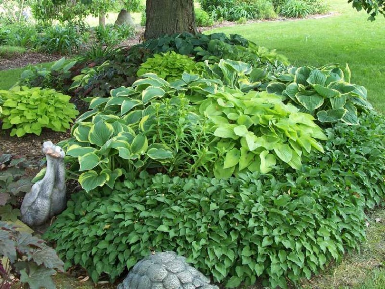 Niche Utama 2 Design Ideas For Hosta Gardens - Favorite Perennials