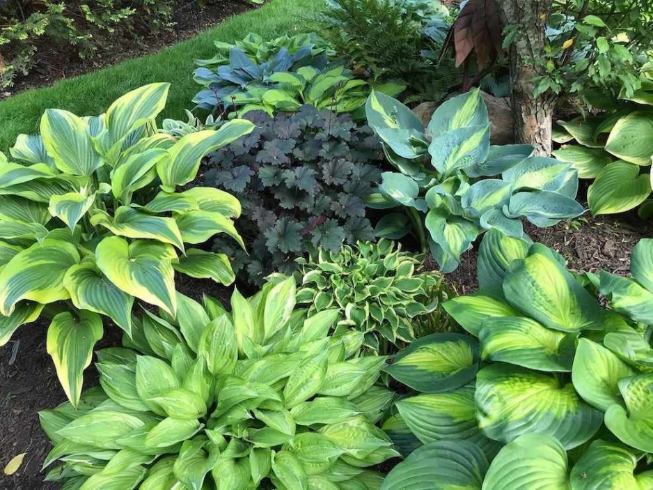 Niche Utama 2  Hosta Garden Design Ideas To Bring Your Yard To Life