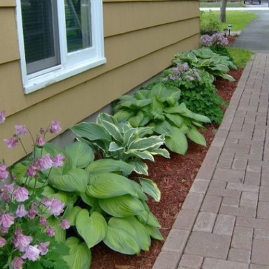 front yard hosta garden design ideas Niche Utama 2 Hosta - Photos & Ideas