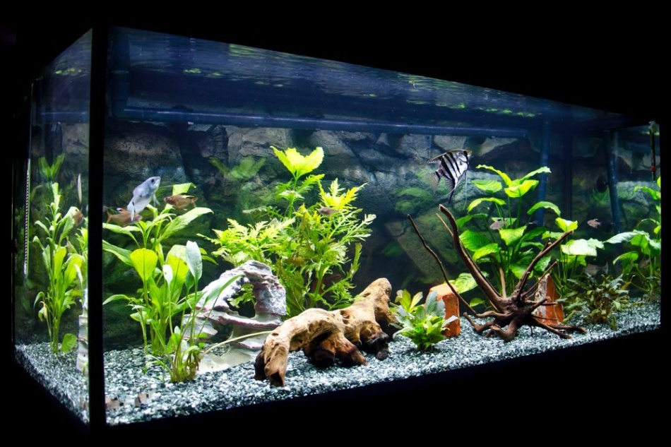 Niche Utama 2 How To Make Aquarium Decor That Is Fish Friendly