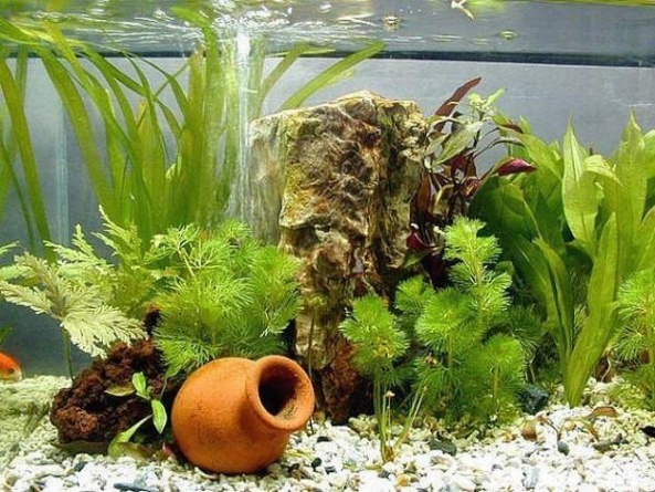 Niche Utama 2 Original Fish Tank Decorations,  Creative Aquarium Decorating Ideas