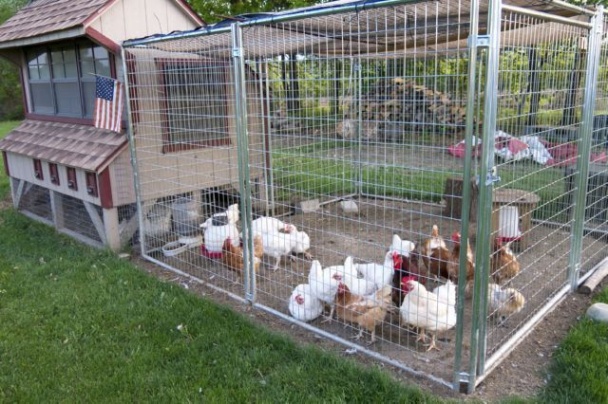 Niche Utama 2  Outstanding Chicken Coop Design Ideas To Inspire You To See