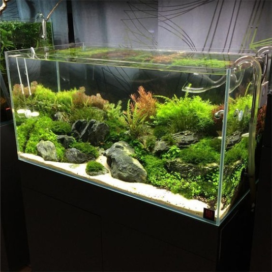 Niche Utama 2  Stunning Aquarium Design Ideas For Indoor Decorations - Page