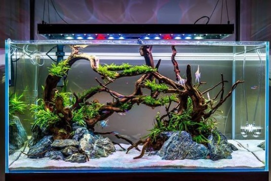 Niche Utama 2  Stunning Aquarium Design Ideas For Indoor Decorations - Page